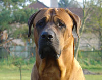 foto - Chinzei de Wielie Walie
