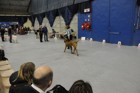 Asuka - Mezinárodní výstava psů - Bourge en Bresse, Francie