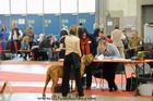 Asuka - Mezinárodní výstava psů - Fribourg, Swiss