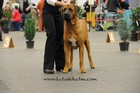 Chinzei - International dogshow - Fribourg, Swiss