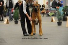 Chinzei - Mezinárodní výstava psů - Fribourg, Swiss