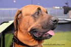 Chinzei - International dogshow - Munchen, Germany