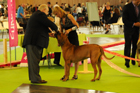 Asuka - World Dog Show 2011