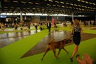 Asuka - World Dog Show 2011