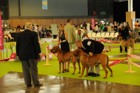 Asuka - World Dog Show 2011