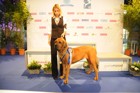 Asuka - World Dog Show 2011