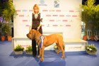 Asuka - World Dog Show 2011