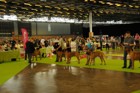 Chinzei - World Dog Show 2011