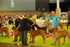 Chinzei - World Dog Show 2011